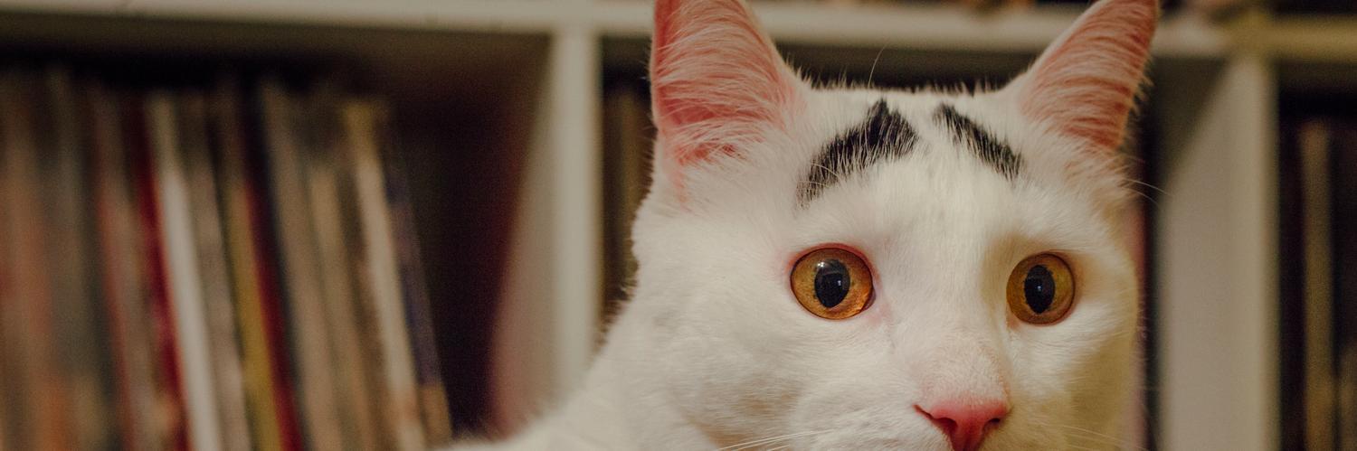Samhaseyebrows's profile banner image