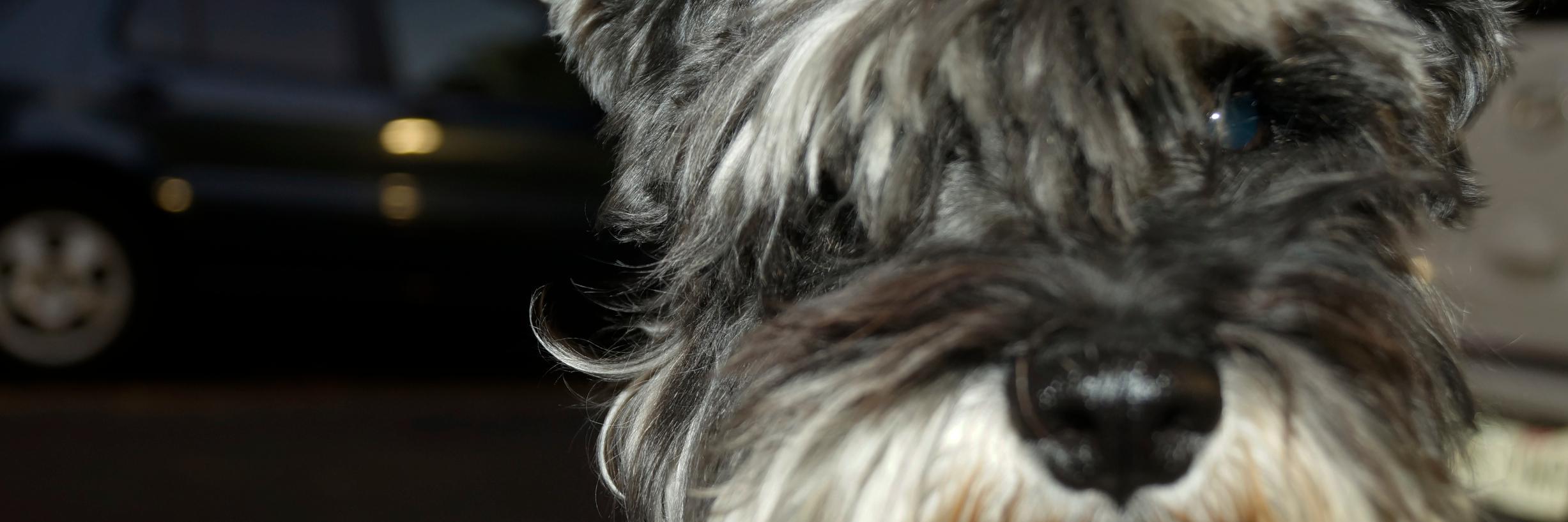 Daniela Salas banner