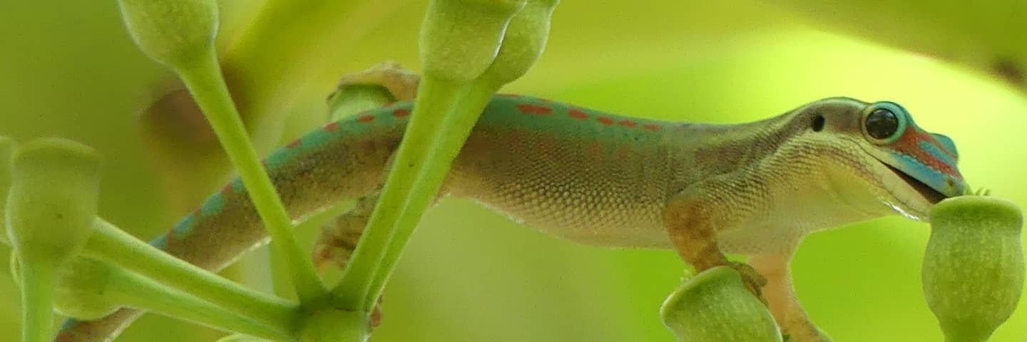 Dr Prishnee Bissessur banner