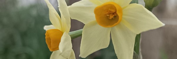 jamonima Profile Banner