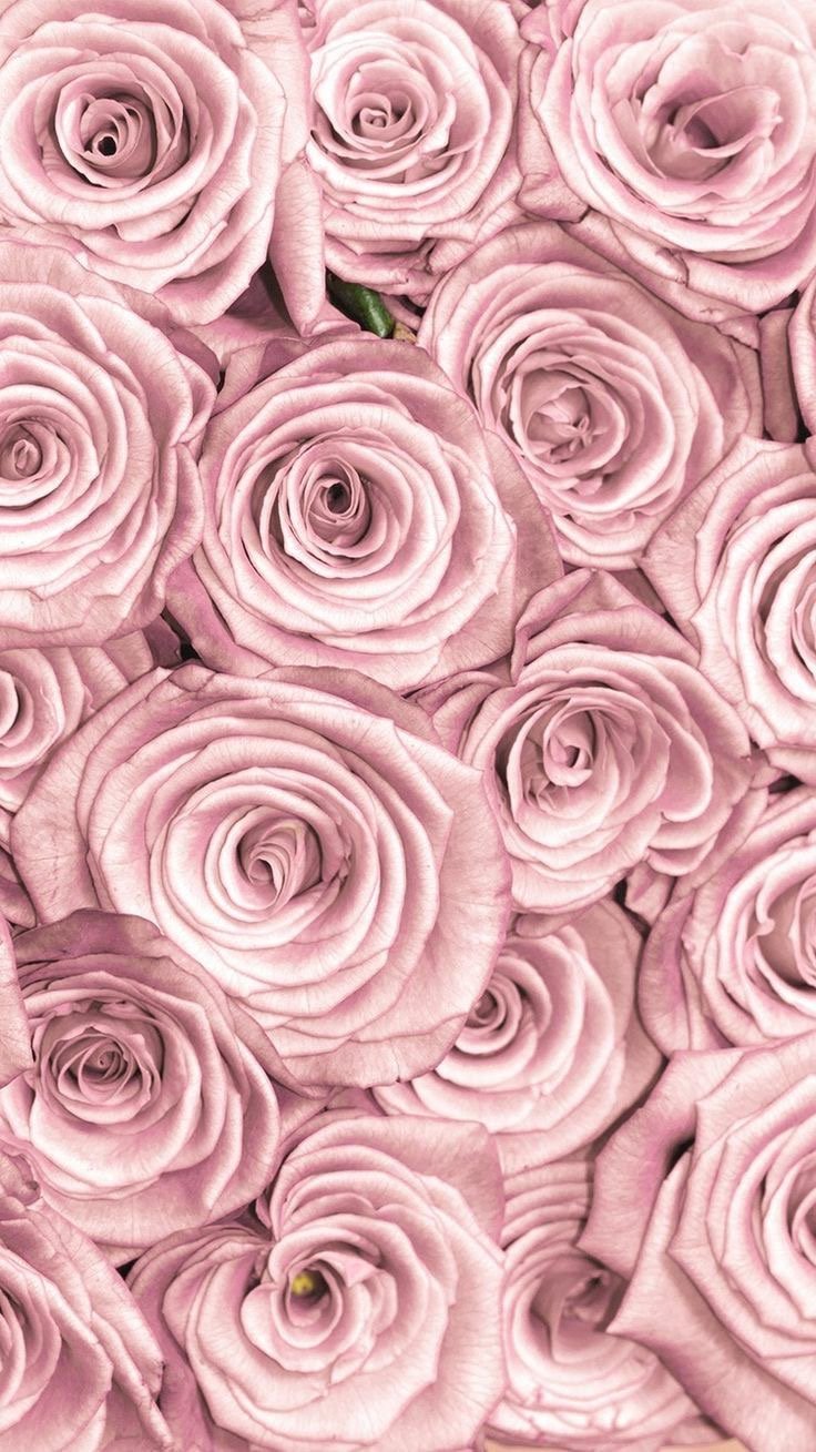 CeCeAllyce's profile banner image