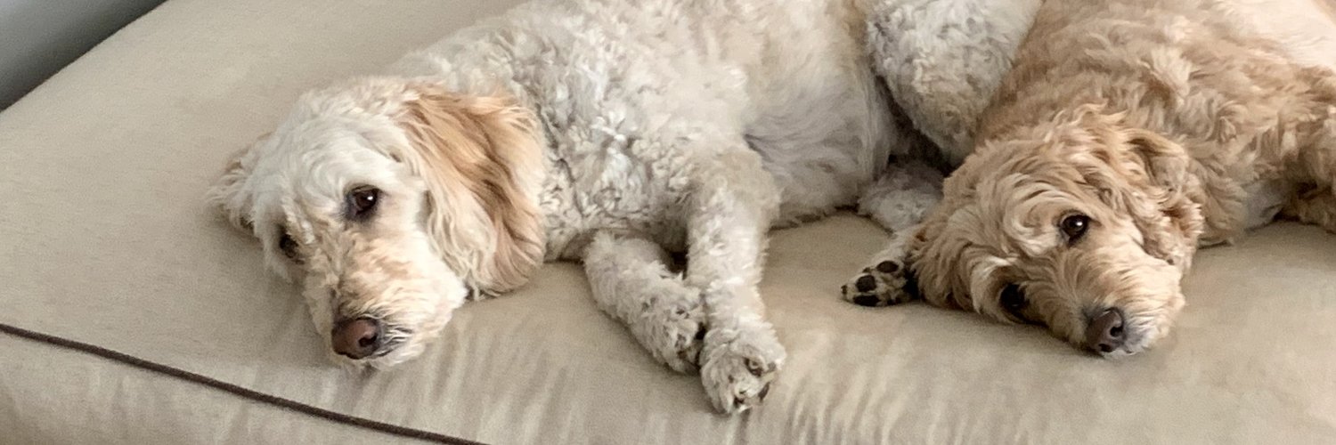 chriswilkinsoncodes | here for the dog pics 🐕 🐩 banner