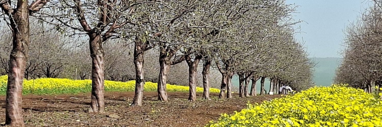 השואלת 🏳️‍🌈🇮🇱 banner