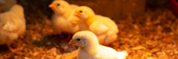 AAFC_Canada Profile Banner