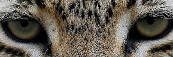 daninailsdesign Profile Banner
