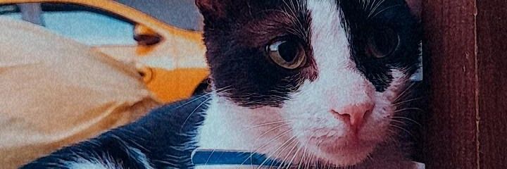 EvePosadass's profile banner image