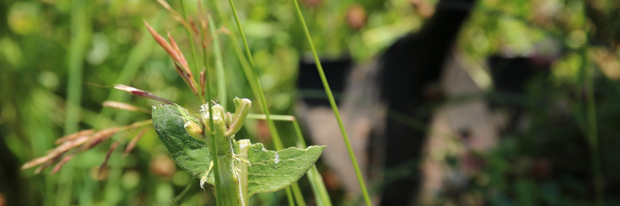 Austin Keating banner