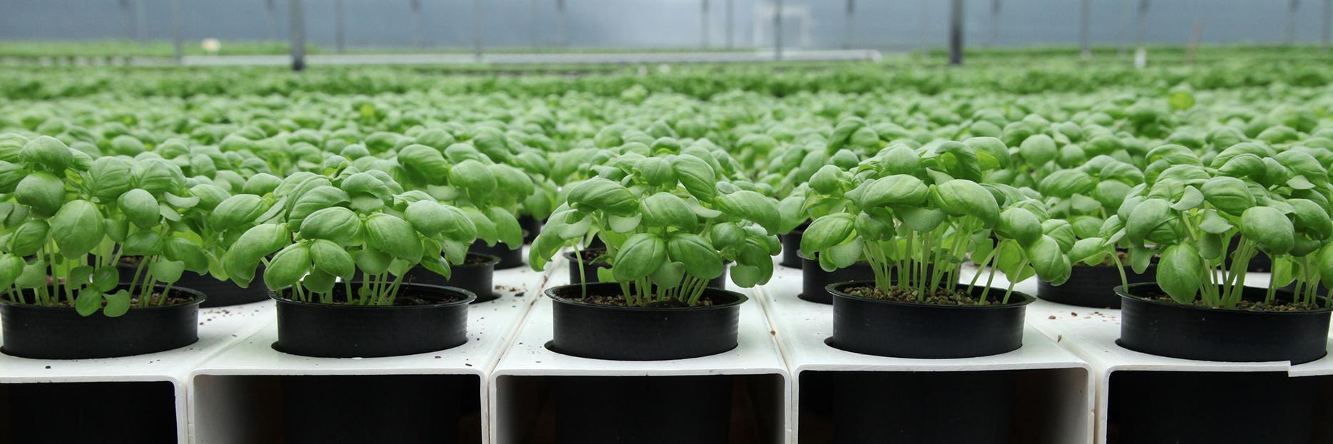 Superb Herb Company banner