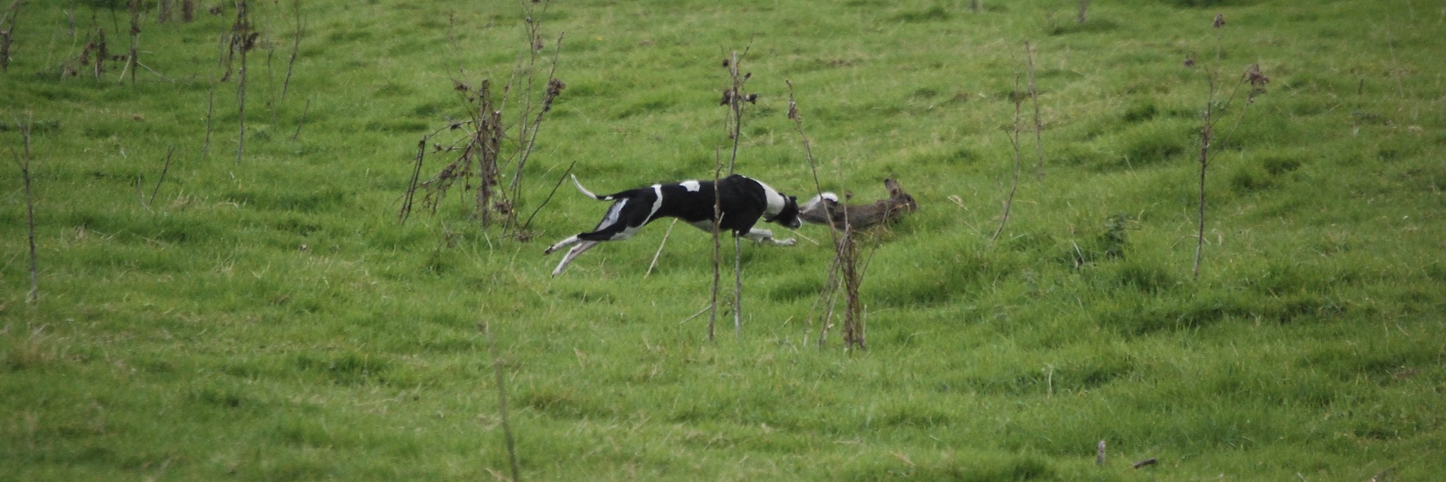workingwhippets's profile banner image