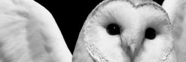 joedevi Profile Banner