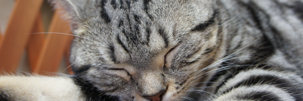 nya3jp Profile Banner