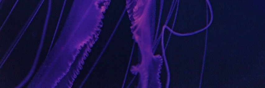 _PP18_'s profile banner image