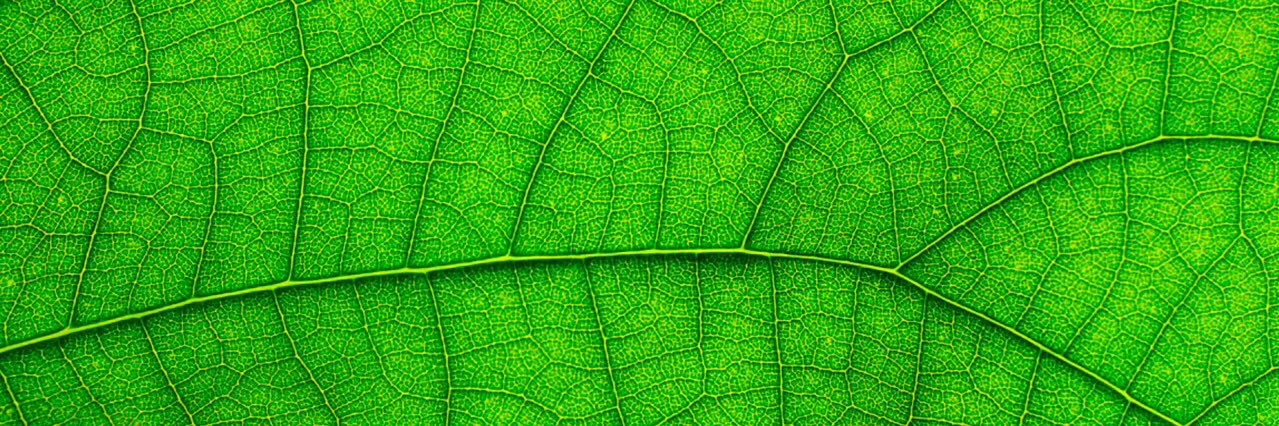 Mundo Sustentable banner