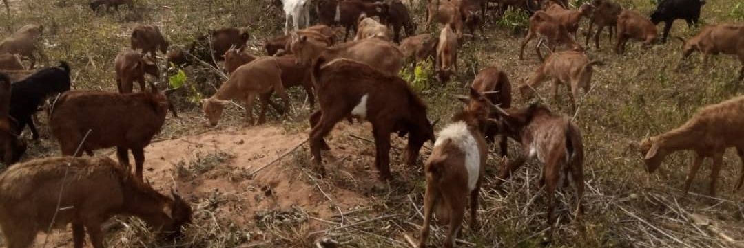 Undiluted SKY banner