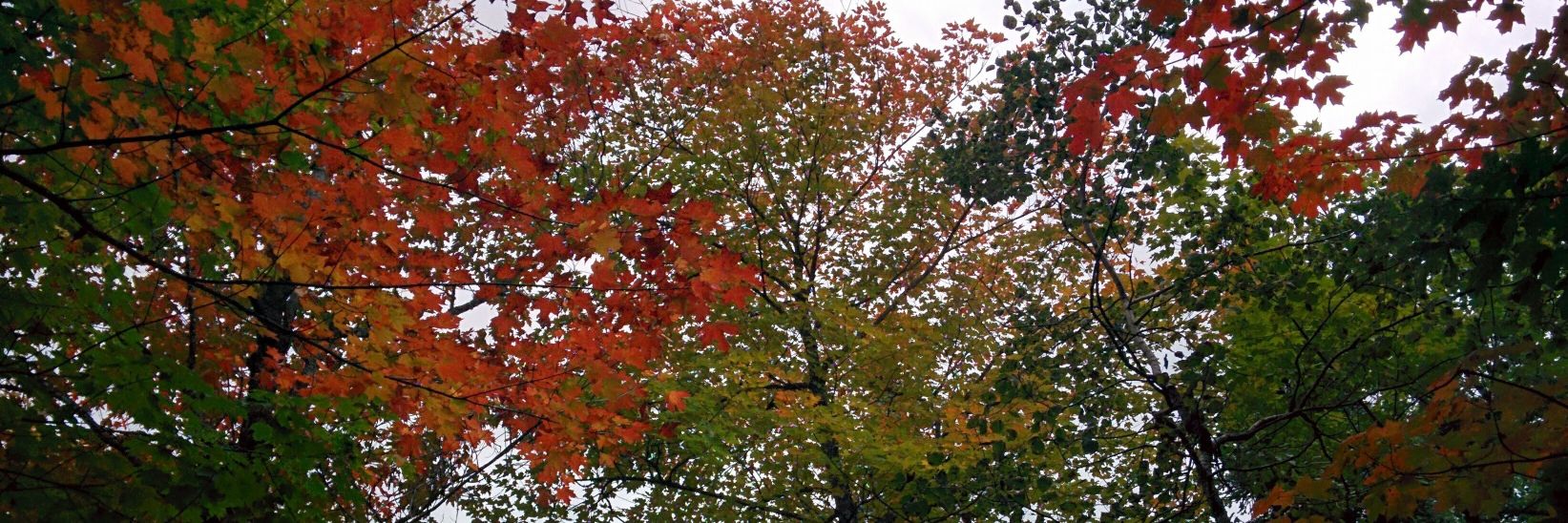 Jesse Lang 🙏☮️🇺🇦 banner