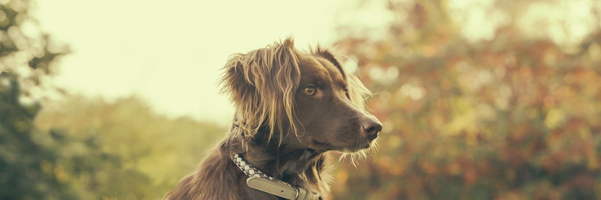 petsource3's profile banner image