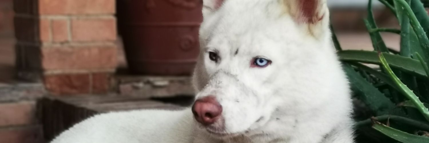 Stuiz5's profile banner image