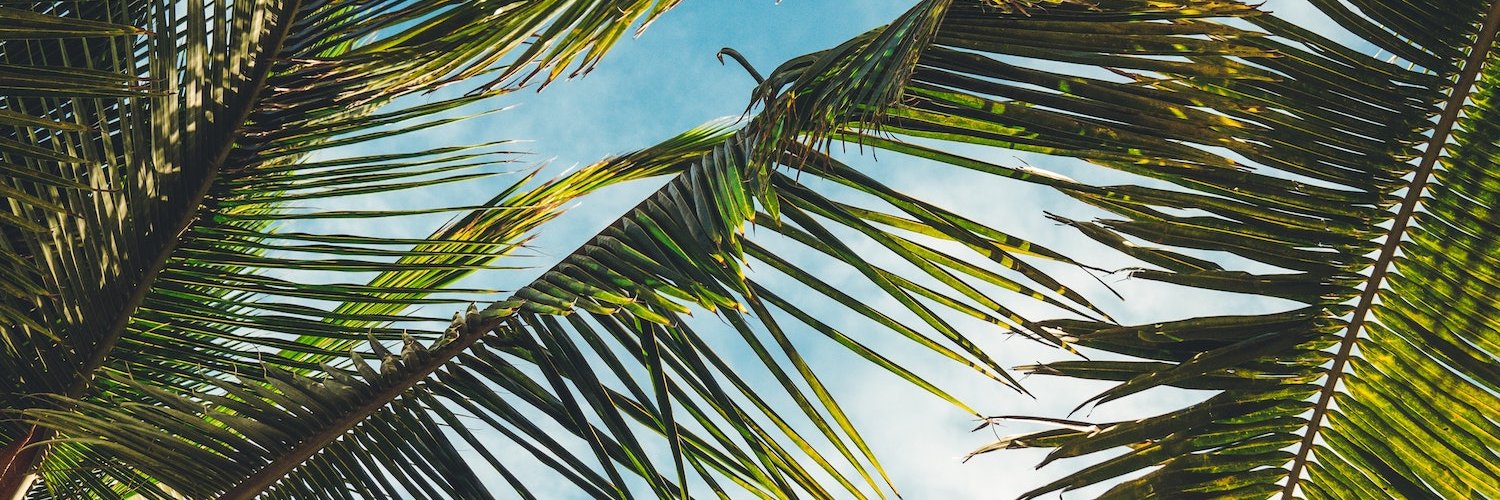BEACHCANDY ORGANICS banner