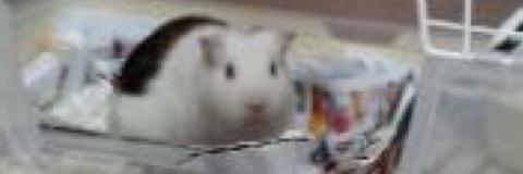 HASH0603's profile banner image