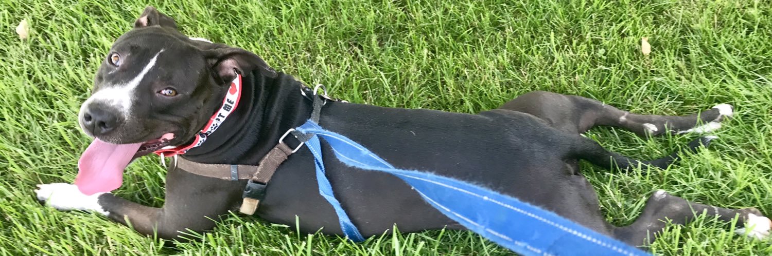HOPEdogs's profile banner image