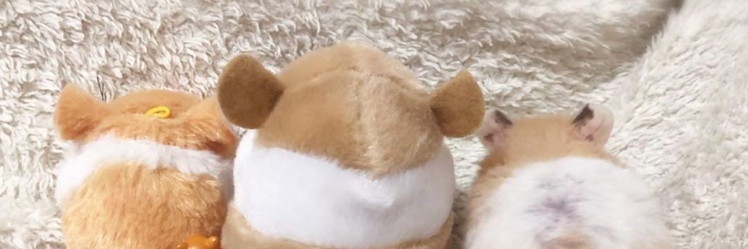 hamster's banner