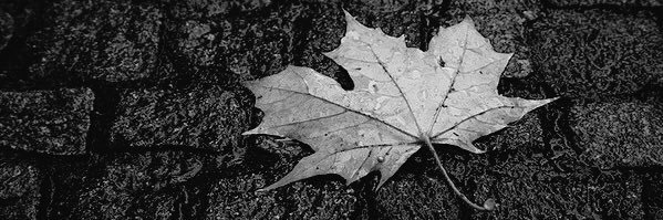 mapleleafsmike's profile banner image