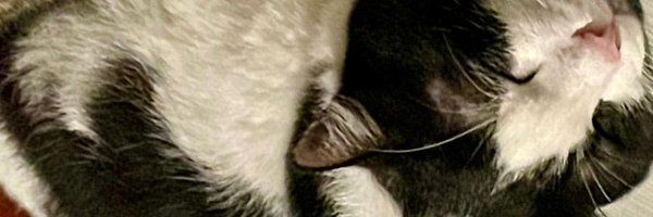 cokinalternatif Profile Banner
