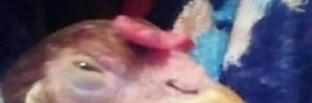 filhodeeli's profile banner image