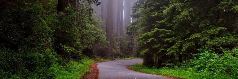 Redwood Original banner