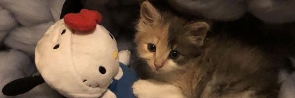 pxchyuu Profile Banner