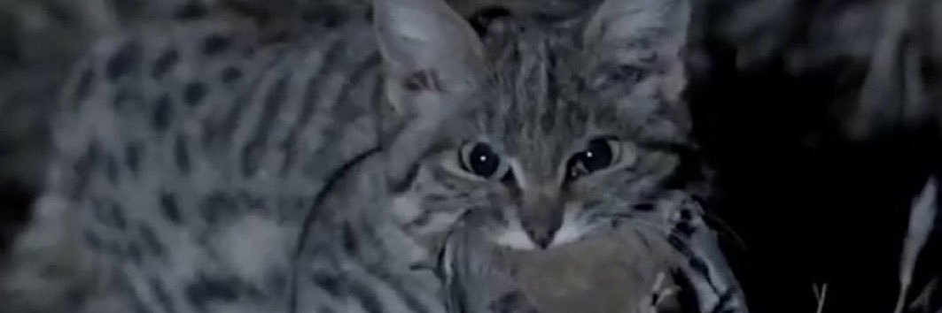 CaliJacob's profile banner image