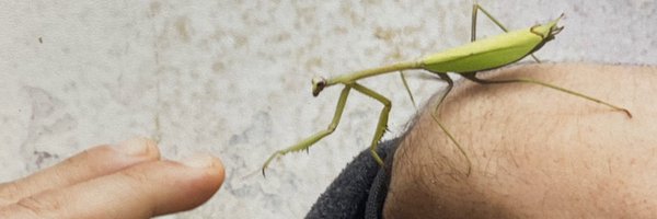 BichoDatos Profile Banner