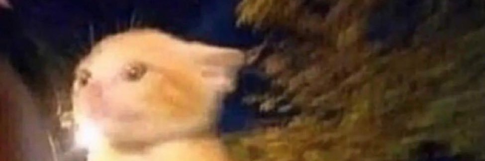 beabosch19's profile banner image