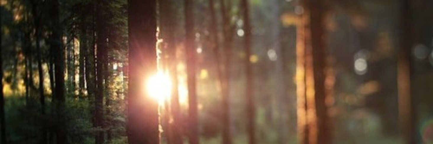 textbookforest's profile banner image