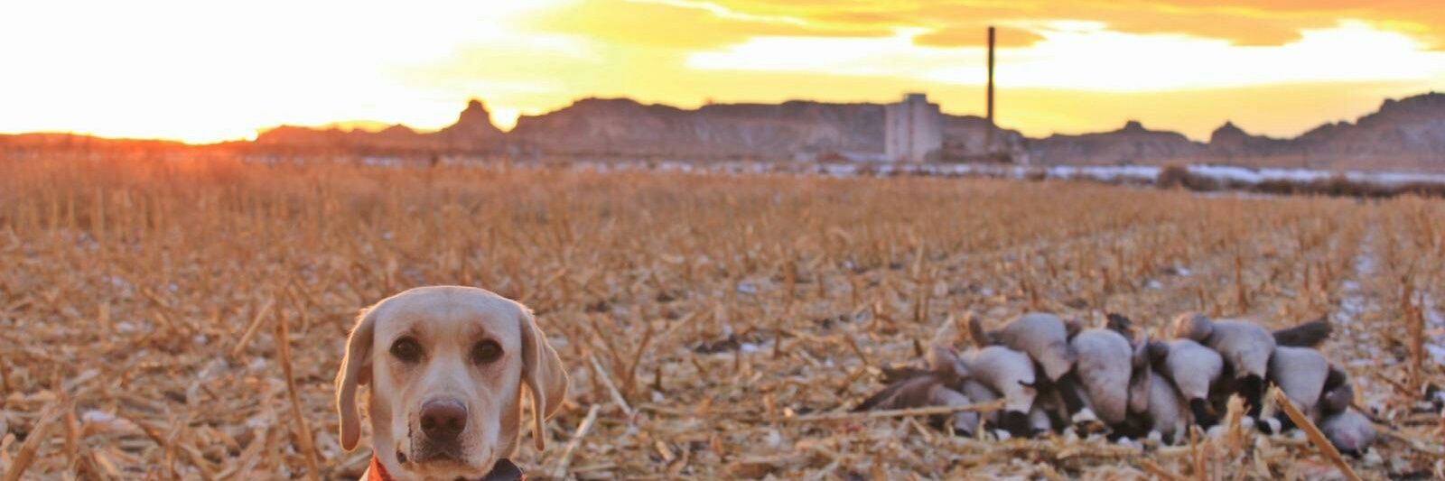 bigweiner62's profile banner image