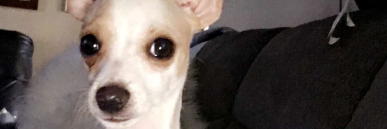 lilnuno14's profile banner image