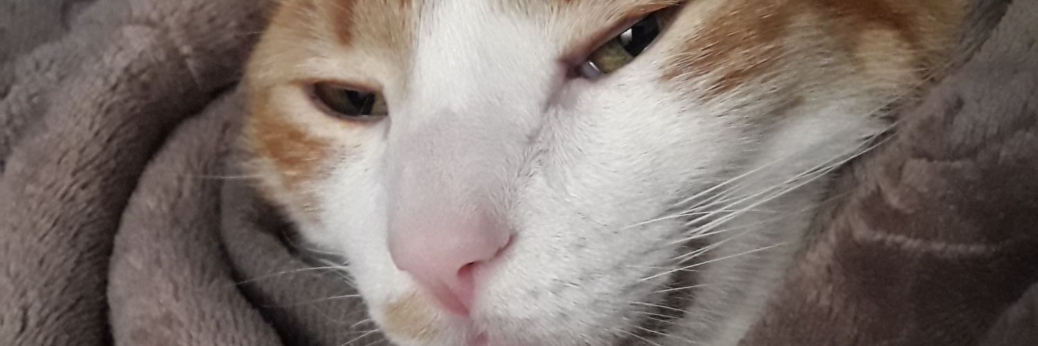 Dakotaxxx banner