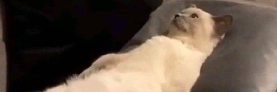 fifi banner