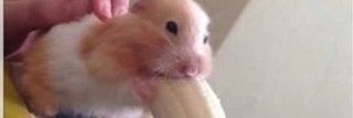 HamLikeBanana's profile banner image