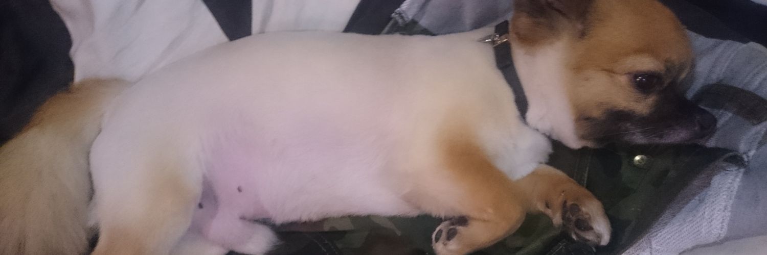 paakochan's profile banner image