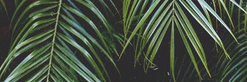 sedefariduru's profile banner image