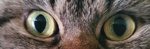 TunJjang's profile banner image