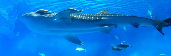 appletun_mn Profile Banner