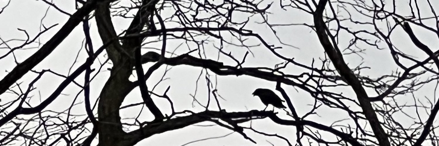 cass ❦ banner