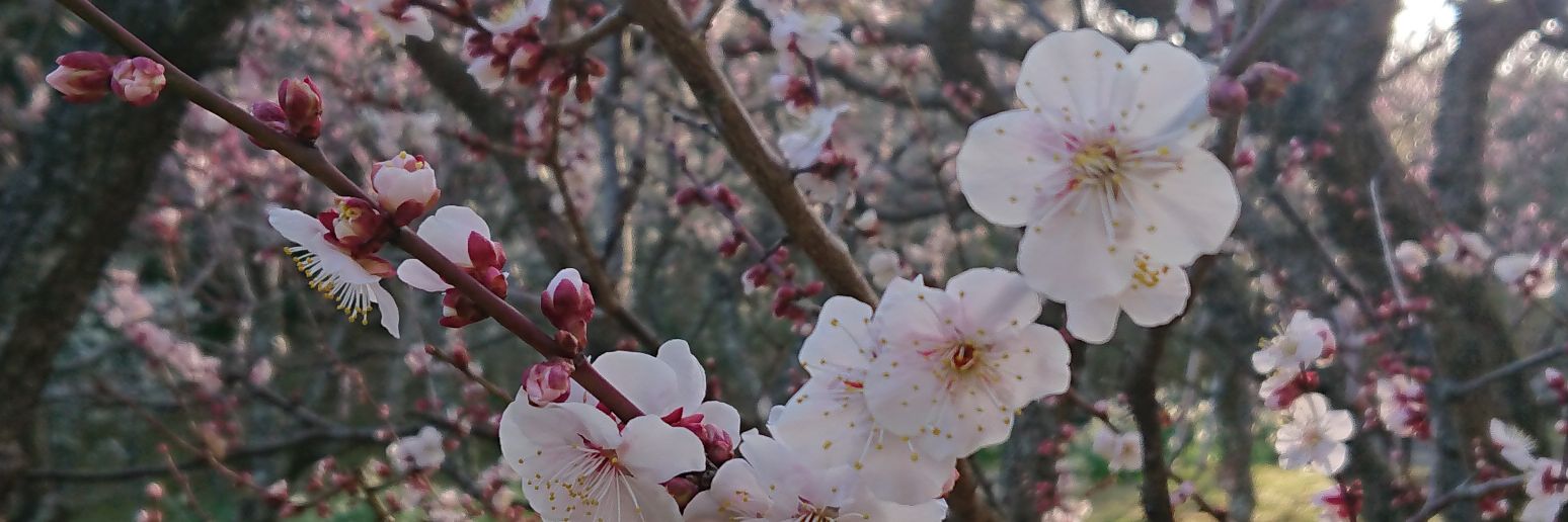 _sirokuma3_'s profile banner image