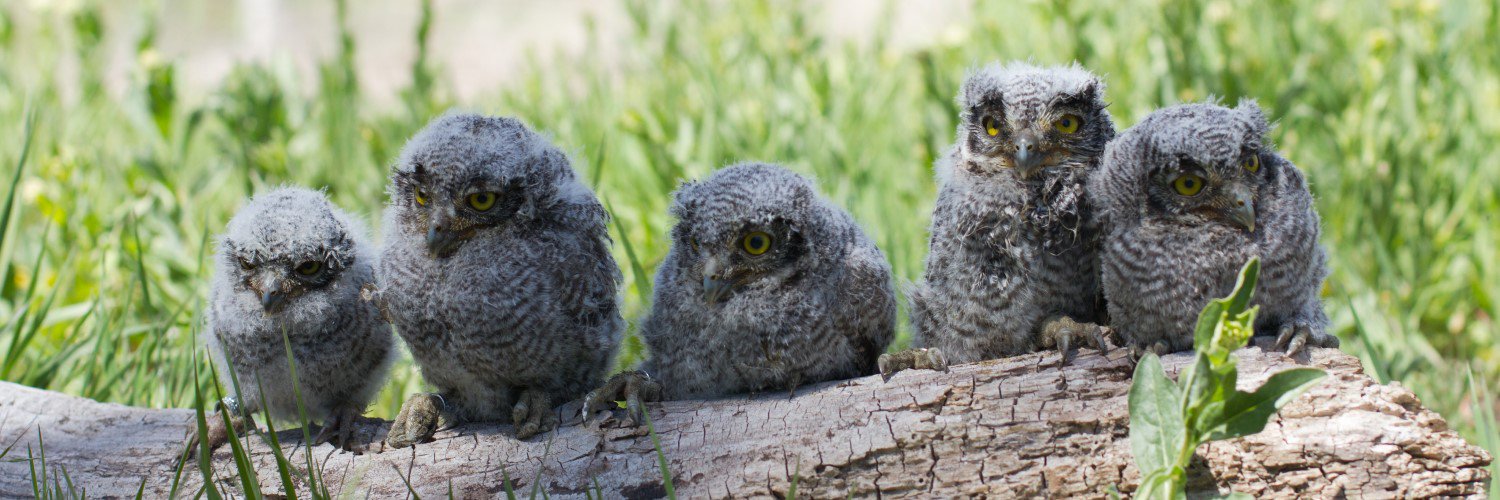 HawkWatch International banner