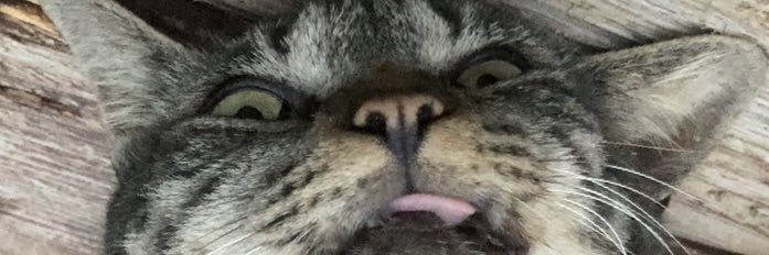 torapanda_TK's profile banner image