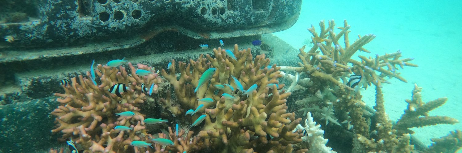 shark-infested timeline banner