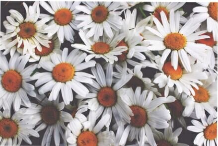 marula_torres's profile banner image