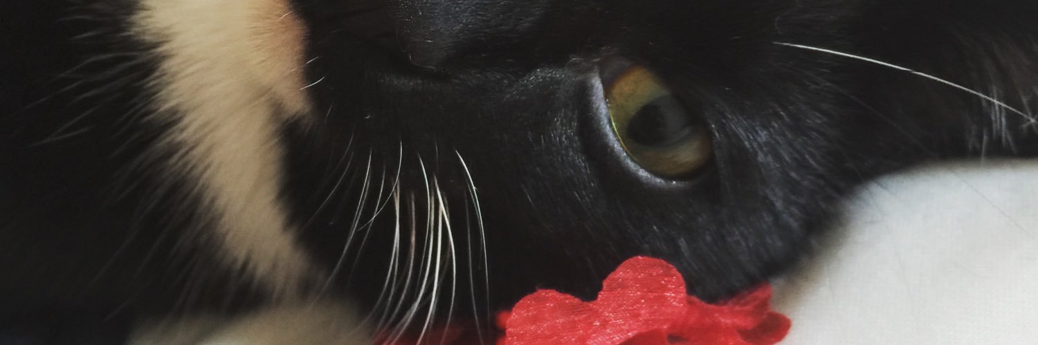 JezabellnHell's profile banner image
